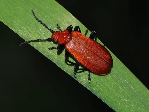 Kızıl Saçlı Ateş Böceği — Stok fotoğraf