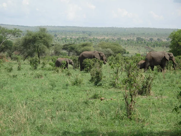 아프리카 보츠와 대초원의 코끼리 코끼리 — 스톡 사진