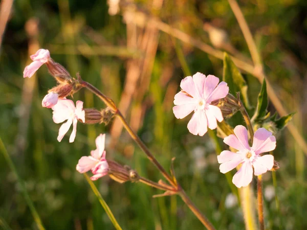 美丽的粉红色花头在草地边设置太阳看起来漂亮和干净的很多爱与和平 — 图库照片