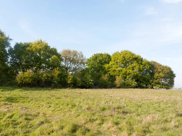 Nice Country Tree Line Lush Growing Green Field Peaceful Sunny — Stock Photo, Image