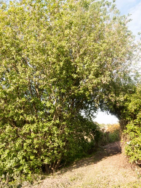 Sendero Través Prado Con Arco Árbol Maravilloso Viaje Caminando Través —  Fotos de Stock