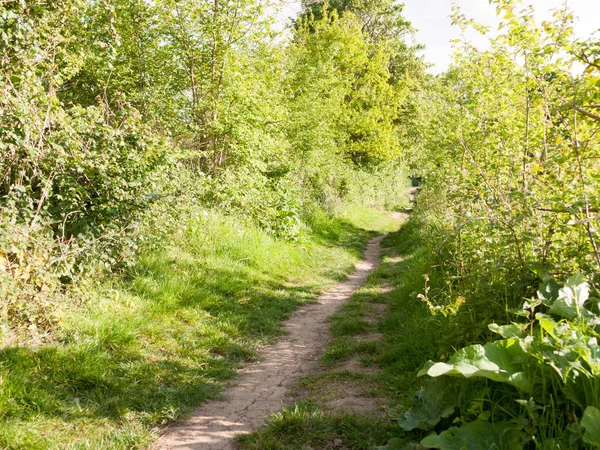 Camino Que Corre Través Algunos Arbustos Fuera País Día Verano — Foto de Stock