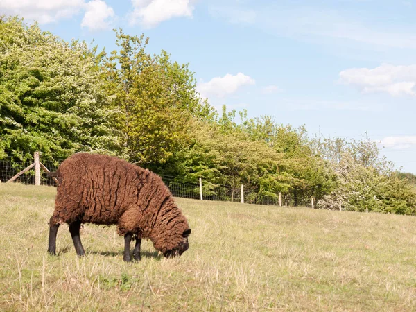 Una Sola Oveja Marrón Recubierta Campo Campo Dedham Essex Inglaterra — Foto de Stock