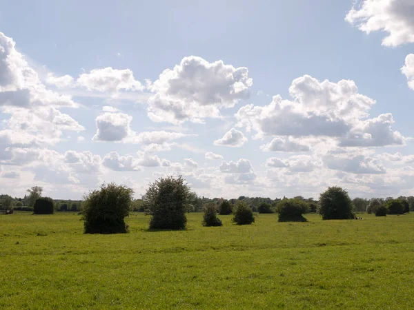 Letní Krajina Scéna Venku Essex Anglii Velké Británie Řadou Rostlin — Stock fotografie