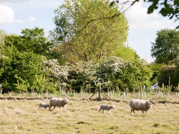 Ovce Venku Venkově Procházky Odpočinku Letním Světle Dne Odpoledne Essex — Stock fotografie