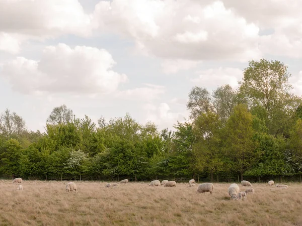 Sheep Country Walking Resting Summer Light Day Time Afternoon Essex — Stock Photo, Image