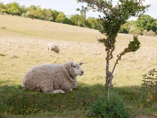 Sheep Resting Field Close Essex Constable Country White Fluffy Looking — Stock Photo, Image