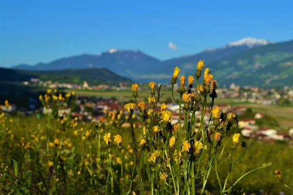 Fiori Paesaggio Montano Austria — Foto Stock