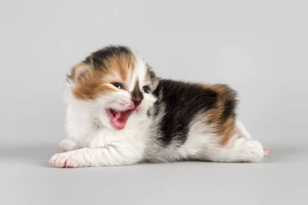 Jungtiere Selektiver Fokus — Stockfoto