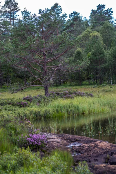 Naturfotografi Vid Den Lilla Sjön — Stockfoto