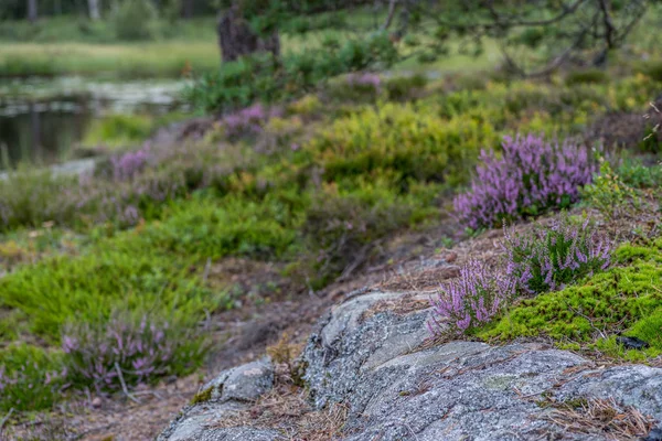 Fotografía Naturaleza Pequeño Lago — Foto de Stock