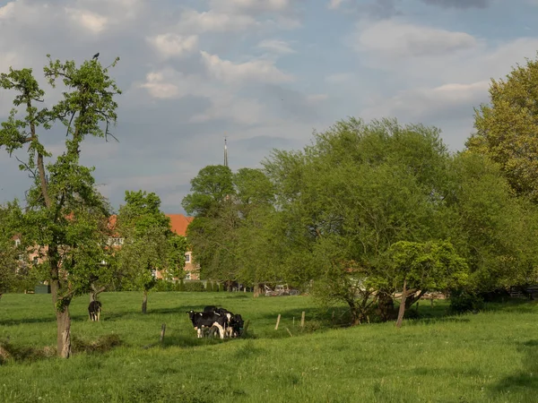 Krowy Naturalnym Krajobrazie Selektywne Ukierunkowanie — Zdjęcie stockowe