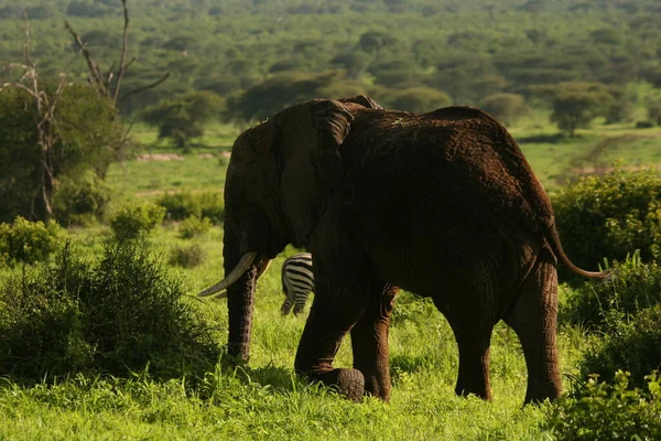 Éléphant Sauvage Elephantidae Dans Savane Africaine Botswana — Photo