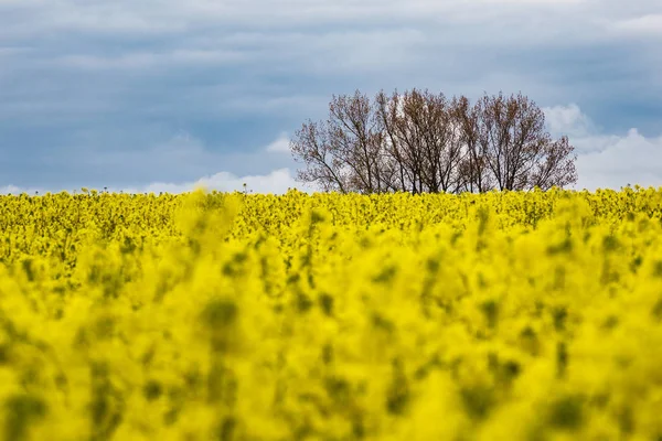 Kvetoucí Pole Řepky Meklenbursku Vorpommernu — Stock fotografie