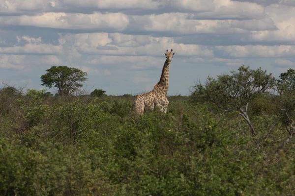 Animale Alta Giraffa Mammifero Erbivoro Africano — Foto Stock