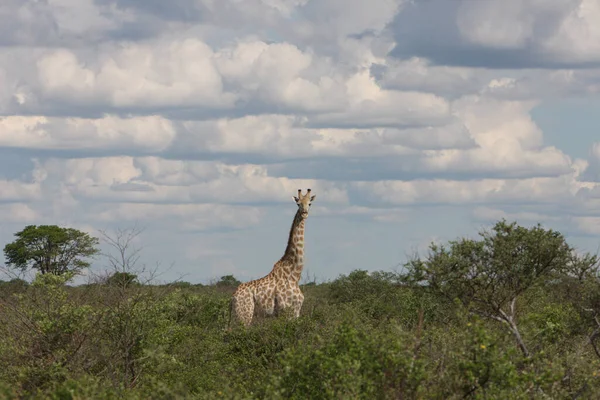 Animais Girafa Marrom Vida Selvagem Flora Fauna Natureza — Fotografia de Stock