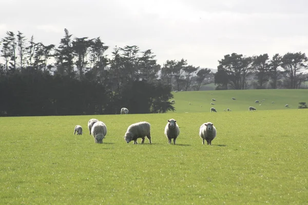 Moutons Sur Prairie Verte Dans Les Catlins Nouvelle Zélande — Photo