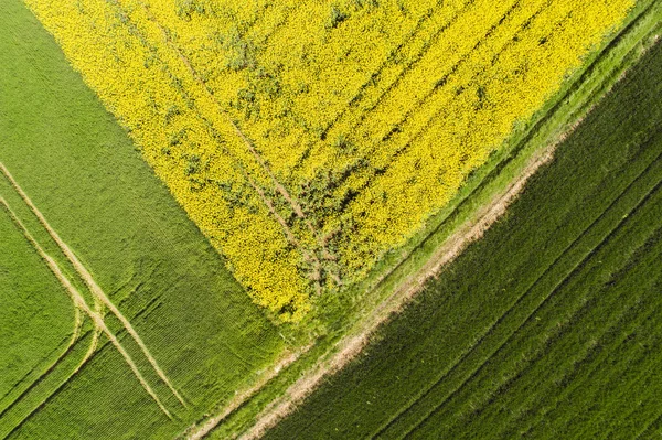 Agricultura Campo Violación Plantas Amarillas — Foto de Stock