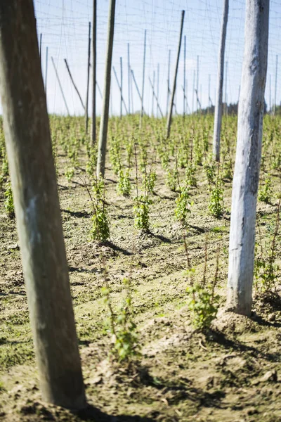 Zemědělské Pole Krajina Krajina Pozemky — Stock fotografie