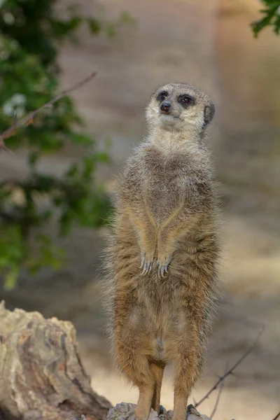 Άγρια Ζώα Meerkat Suricata Suricatta — Φωτογραφία Αρχείου