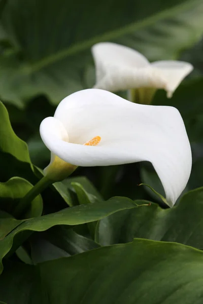 Exotische Calla Lelie Bloemen Bloemblaadjes Flora Plantkunde — Stockfoto