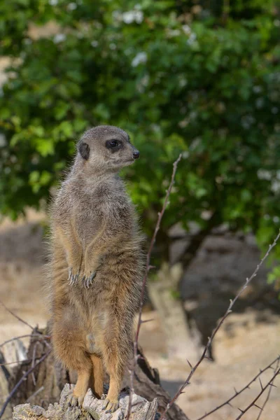 Meerkats Allo Zoo — Foto Stock