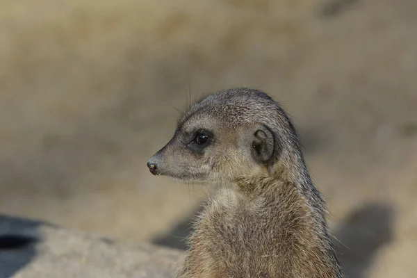 Meerkat Dieren Het Wild Suricata Suricatta — Stockfoto