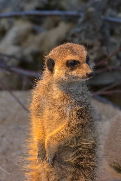 Surykatka Zwierzęta Dzikie Suricata Suricatta — Zdjęcie stockowe