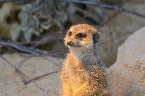 Animais Meerkat Vida Selvagem Suricata Suricatta — Fotografia de Stock