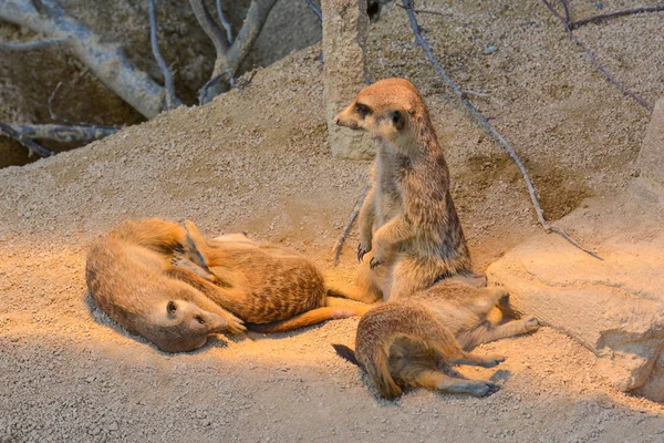 Meerkats Animals Suricata Suricatta — 스톡 사진