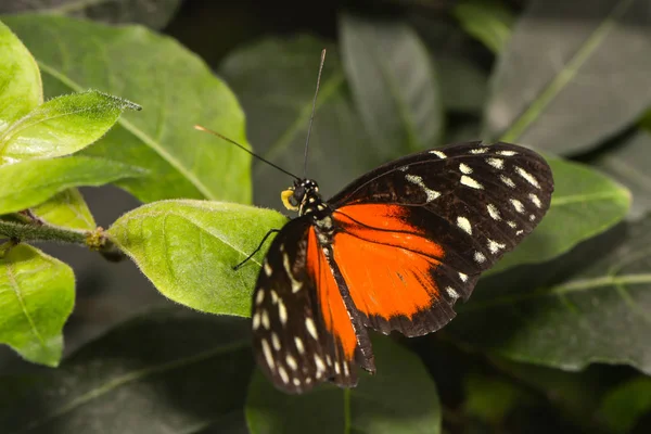 Närbild Insekter Vild Natur — Stockfoto