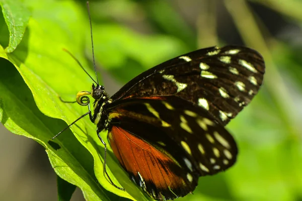 Närbild Insekter Vild Natur — Stockfoto