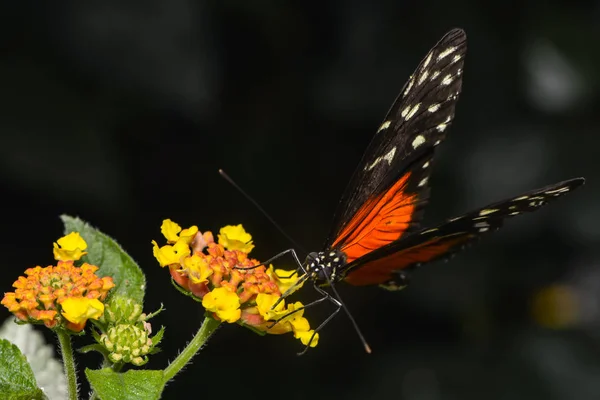 Close Van Een Insect Wilde Natuur — Stockfoto