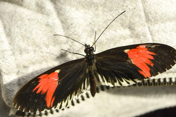 Primo Piano Bug Natura Selvaggia — Foto Stock