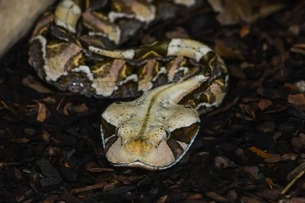 Cobra Perigosa Animal Víbora — Fotografia de Stock