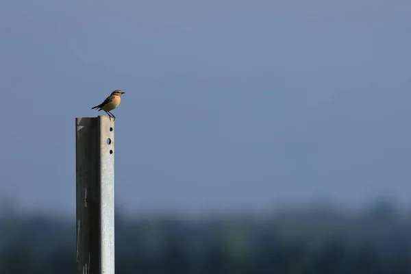 Braunkehlchen Gefährdet Singvogel Deutschland — Stockfoto