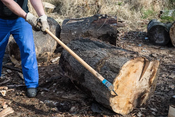 Trabalhador Florestal Com Handsappie Enquanto Puxa Tronco Árvore — Fotografia de Stock