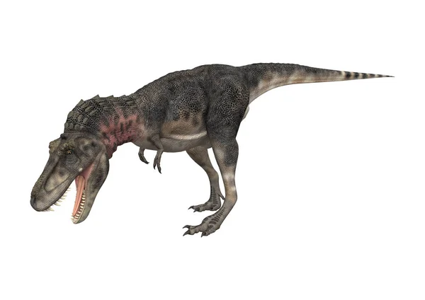 Weergave Van Een Dinosaurus Tarbosaurus Geïsoleerd Witte Achtergrond — Stockfoto