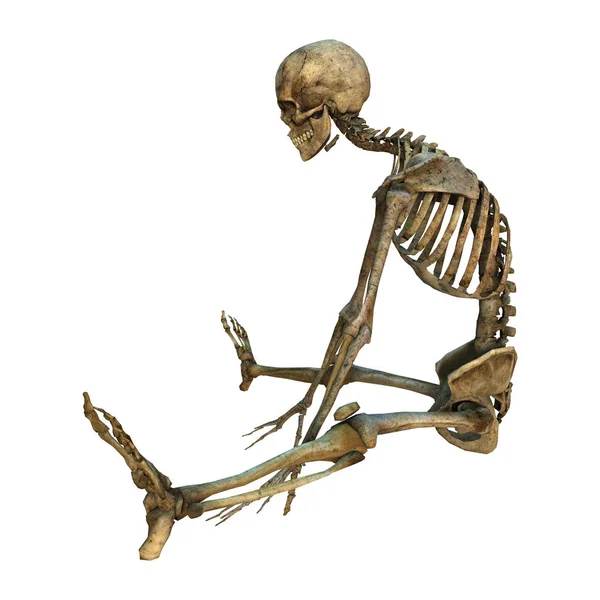 Απόδοση Ανθρώπινου Σκελετού Που Απομονώνεται Λευκό Φόντο — Φωτογραφία Αρχείου