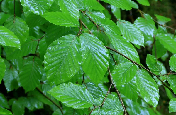Čerstvé Bukové Listy Květnu Dešti Arnsberském Lese Mladé Bukové Listy — Stock fotografie
