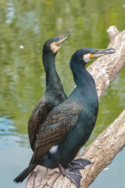 Vue Panoramique Des Cormorans Oiseaux Nature — Photo