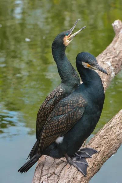 Vacker Utsikt Över Skarvar Fåglar Naturen — Stockfoto