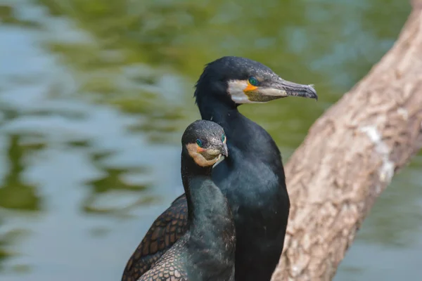 Vacker Utsikt Över Skarvar Fåglar Naturen — Stockfoto