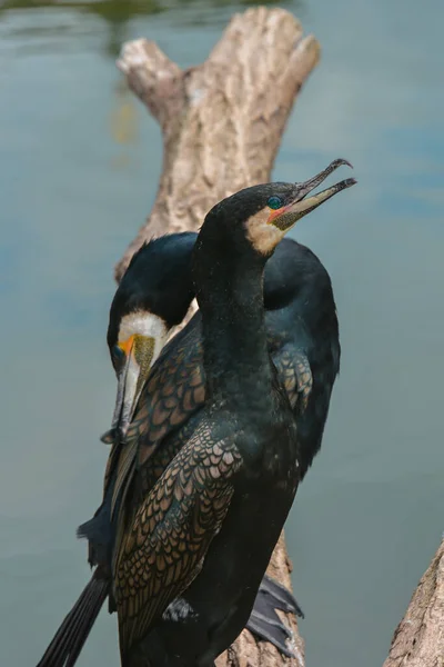 Vacker Utsikt Över Skarvar Fåglar Naturen — Stockfoto