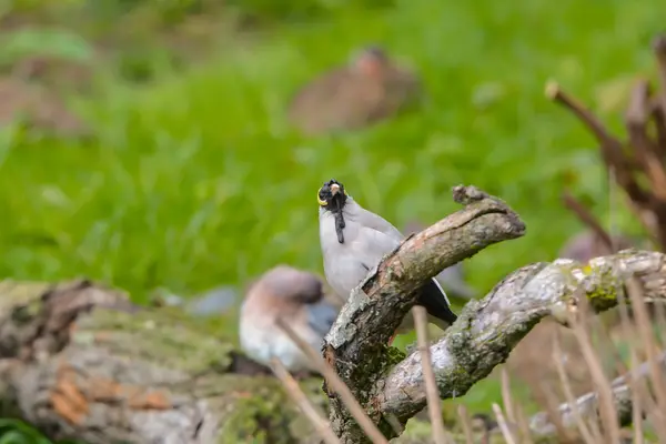 Vista Panorámica Hermoso Pájaro Estornino Naturaleza —  Fotos de Stock