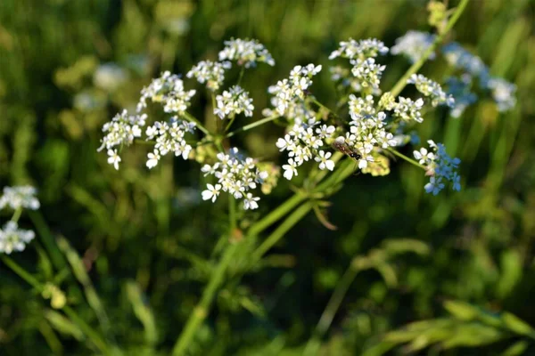 Пелюстки Білих Квітів Весняна Літня Флора — стокове фото