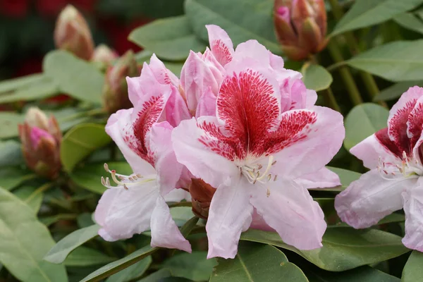 Rododendro Ibrido Belami Araldo Della Primavera Fiore Dei Giardini — Foto Stock