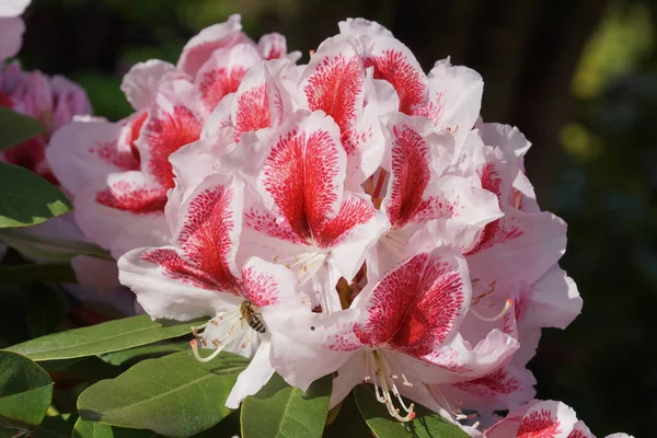Rododendro Belami Araldo Della Primavera Fiore Dei Giardini — Foto Stock