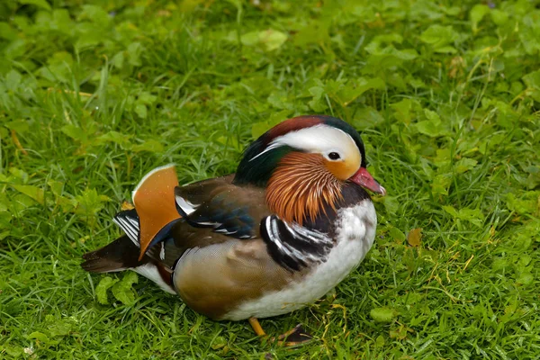 Mandarinenente Gefiederter Vogel — Stockfoto