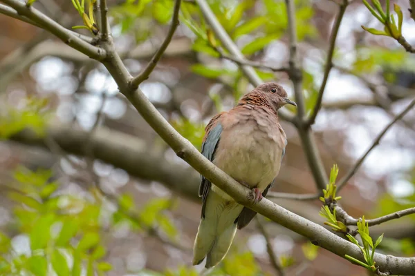 Observation Des Oiseaux Oiseau Mignon Nature Sauvage — Photo